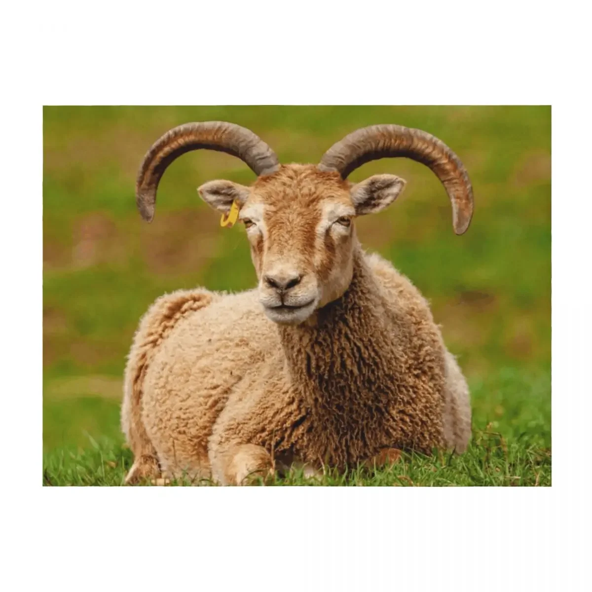 

Soay Sheep Throw Blanket for sofa Sleeping Bag Quilt Furry Blankets