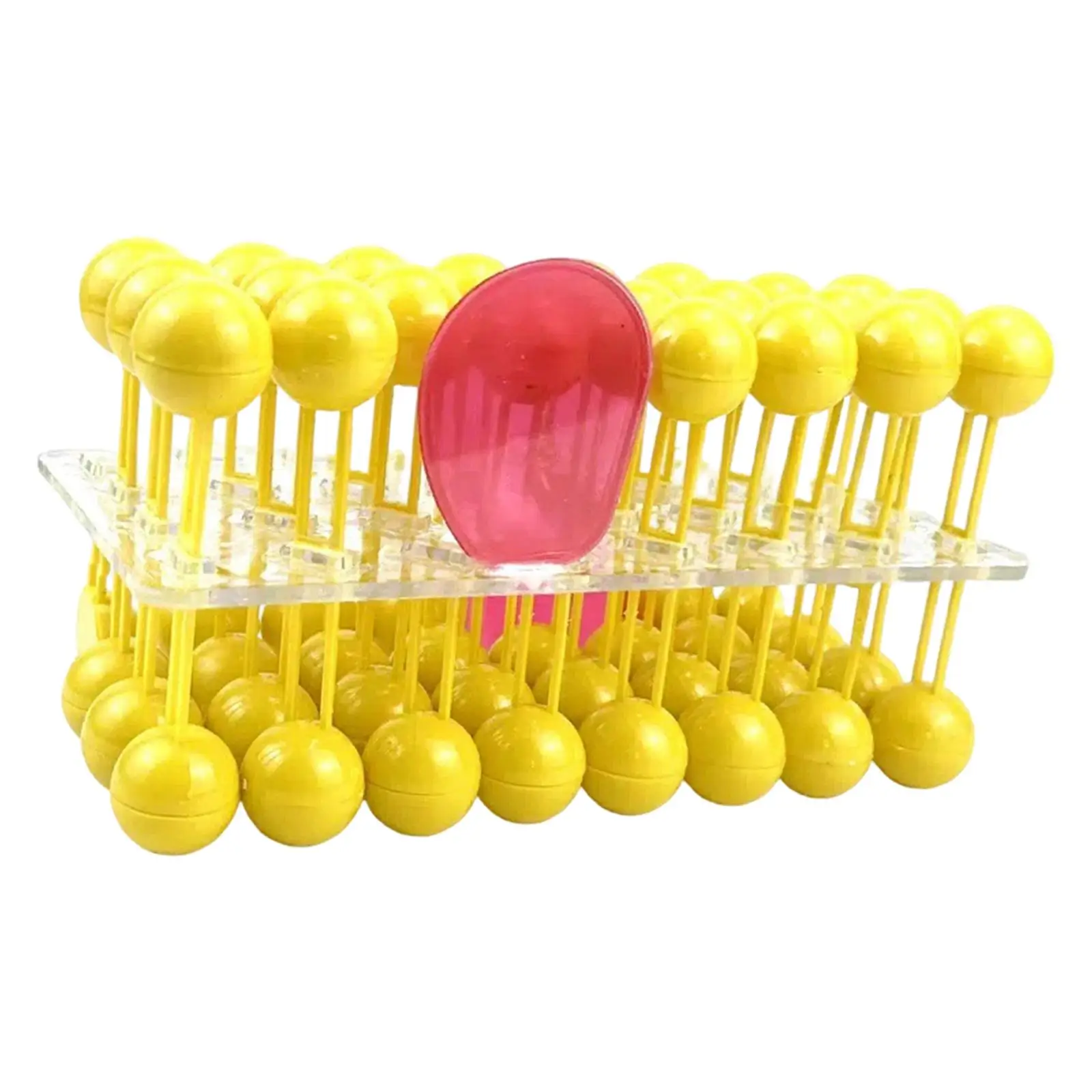 Bilayer Cell Membrane Structure Teaching Model for School Students Classroom