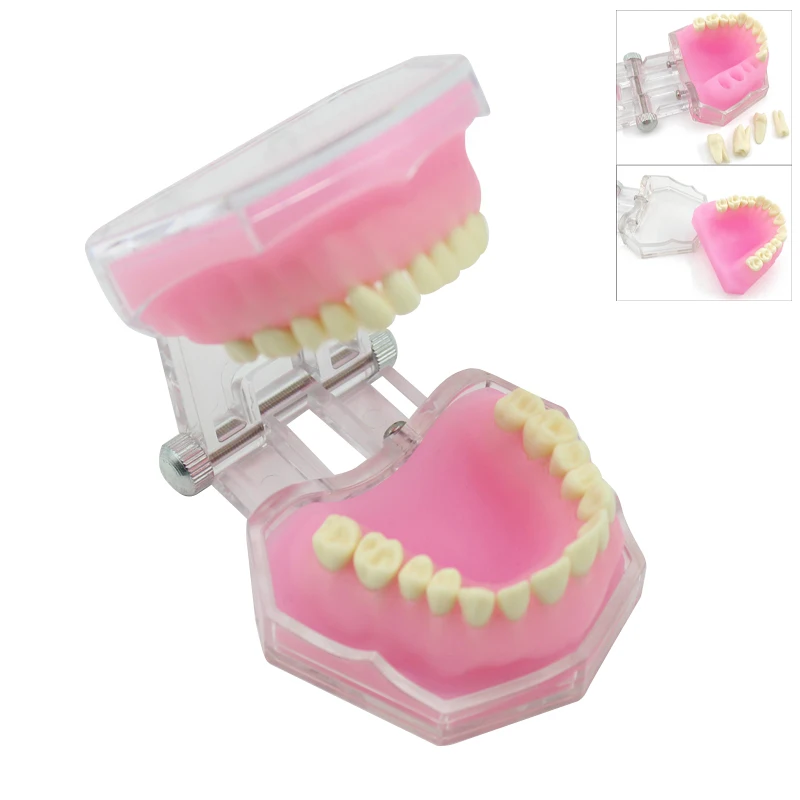 Dental Teaching Model With Removable Teeth Standard Typodont Jaw Model Soft Gum Dentistry Education Study Demonstration Models