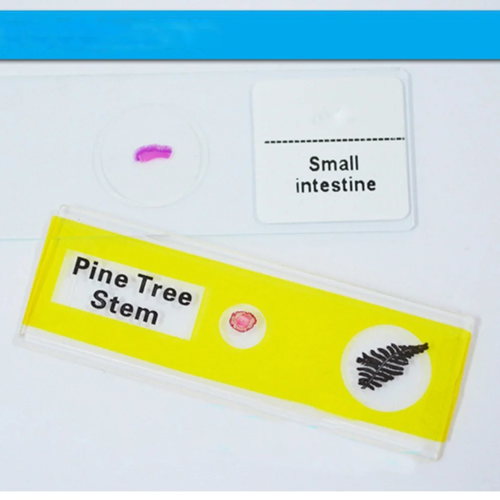 12 قطعة من شرائح العينات البيولوجية البلاستيكية للأطفال، مختبر المجهر، ألوان متنوعة، هدايا تعليمية أساسية #1