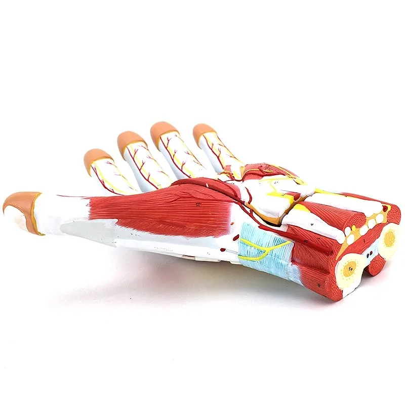 Human Hand Muscle Nerve Blood Vessel Anatomy Model Life Size Detachable 3 Parts Hand Model Medical Science Teaching Tool