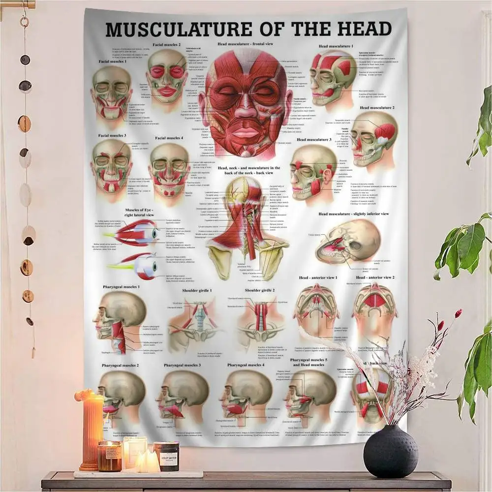 Anatomie Der Hals Muskeln Kopf Gesicht Muskeln Übersicht Kunst Medizinischer hängender böhmischer Wandteppich Böhmische Wandteppiche Mandala Günstig