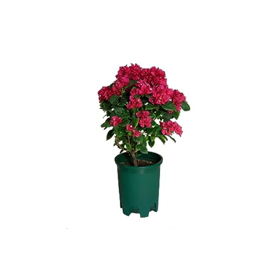 5 Gallon 20-Pack Green Nursery Pot Black Plastic Planters in Bulk for Outdoor Indoor Large Plants Trees with Drainage