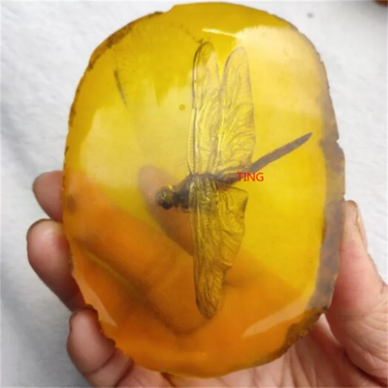 Dragonfly Insect in Replica Amber Pendant Taxidermy Fossil BugIn Resin