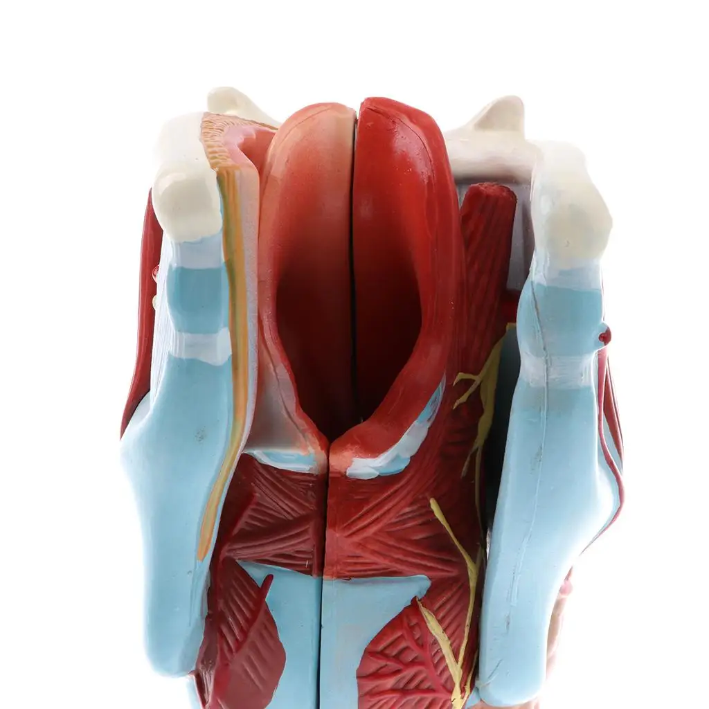 Pharynx Larynx Anatomy Model 2x Magnification Human Throat Statue Science Lab Display Tool for Biology Classroom