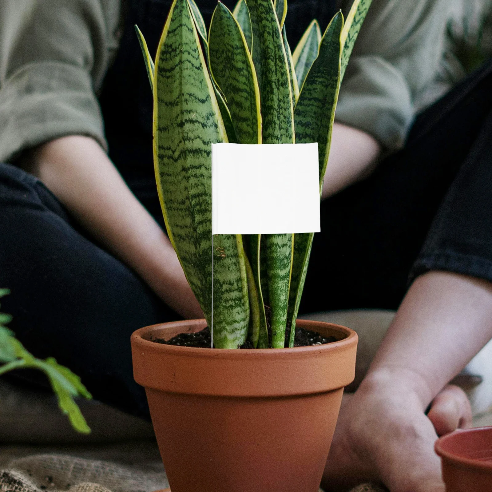 

50Pcs Bright Color Landscape Flags Versatile Usage Lawn Garden Boundaries Irrigation Marking Small Yard Projects Easy Setup Long