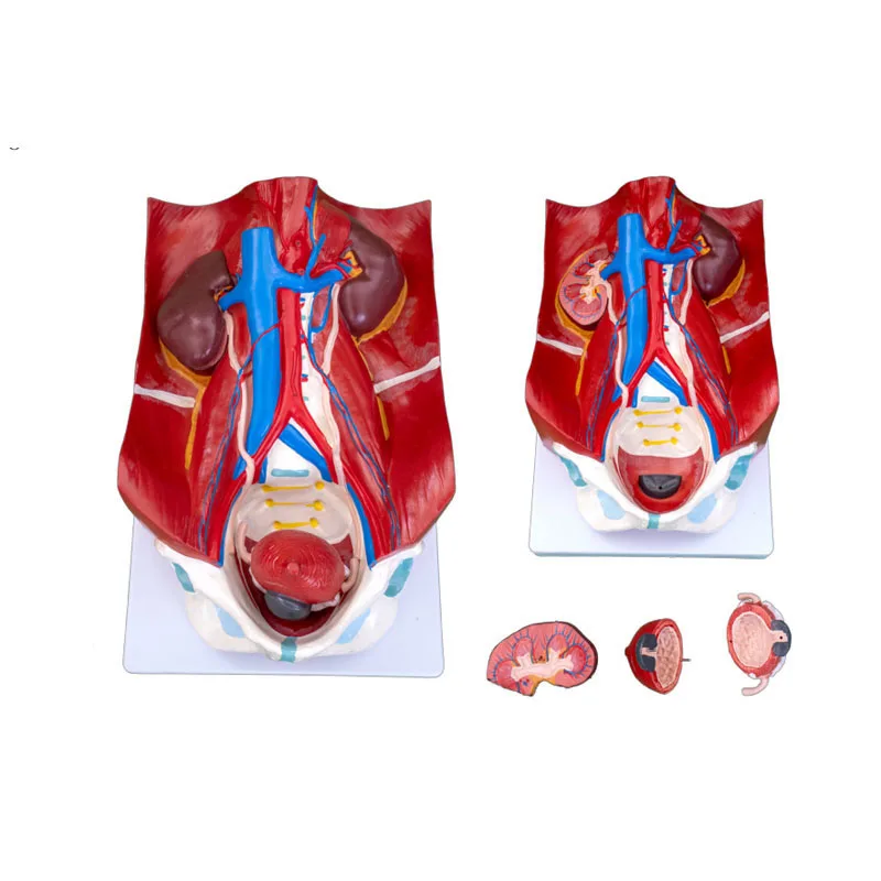 High Quality Anatomical Renal System Model for Medical Teaching for Schools and Hospitals