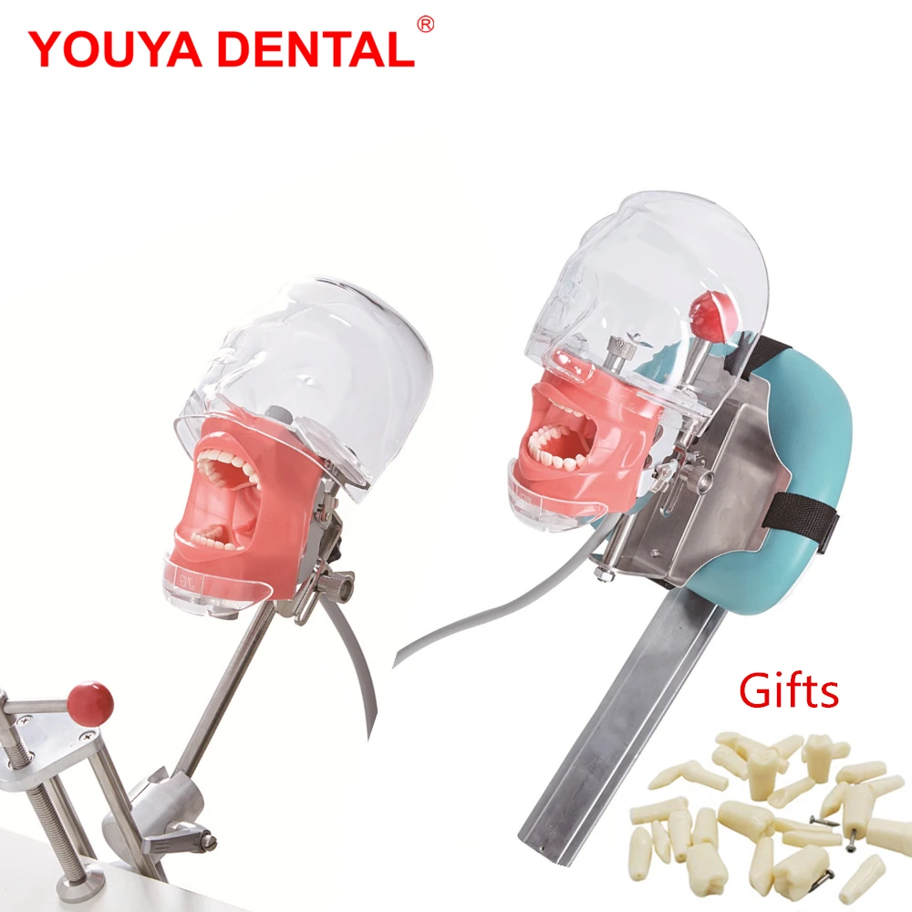 Manequim fantasma com dentes para prática de ensino dentista, Modelo de cabeça simples, Odontologia Training Equipment, Estudo de odontologia