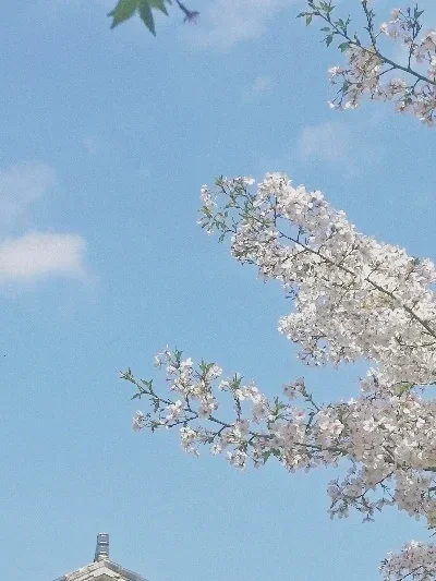 Waterdichte Servo Hoge Snelheid DS3218 20KG 180/270 Graden Digitale Servo Baja Servo w/Metalen Arm voor 1/8 1/10 RC Auto's