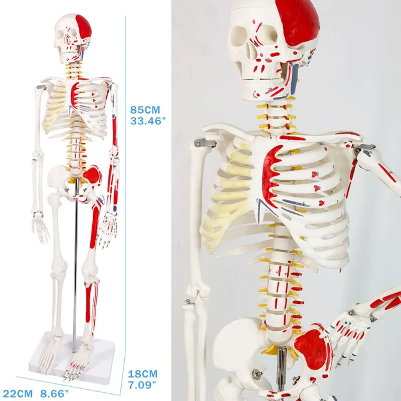 DARHMMY Human Skeleton Model Hot Sale 1/2 Life Size 85cm Half Muscle Drawing Medical Science Anatomy