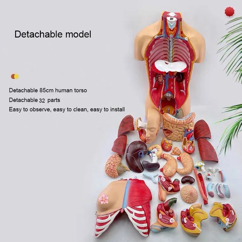 Teaching Model Laboratory Detachable 32 Pieces Torso Model Human Internal Organs Anatomy Female Torso Anatomy Organ Structure