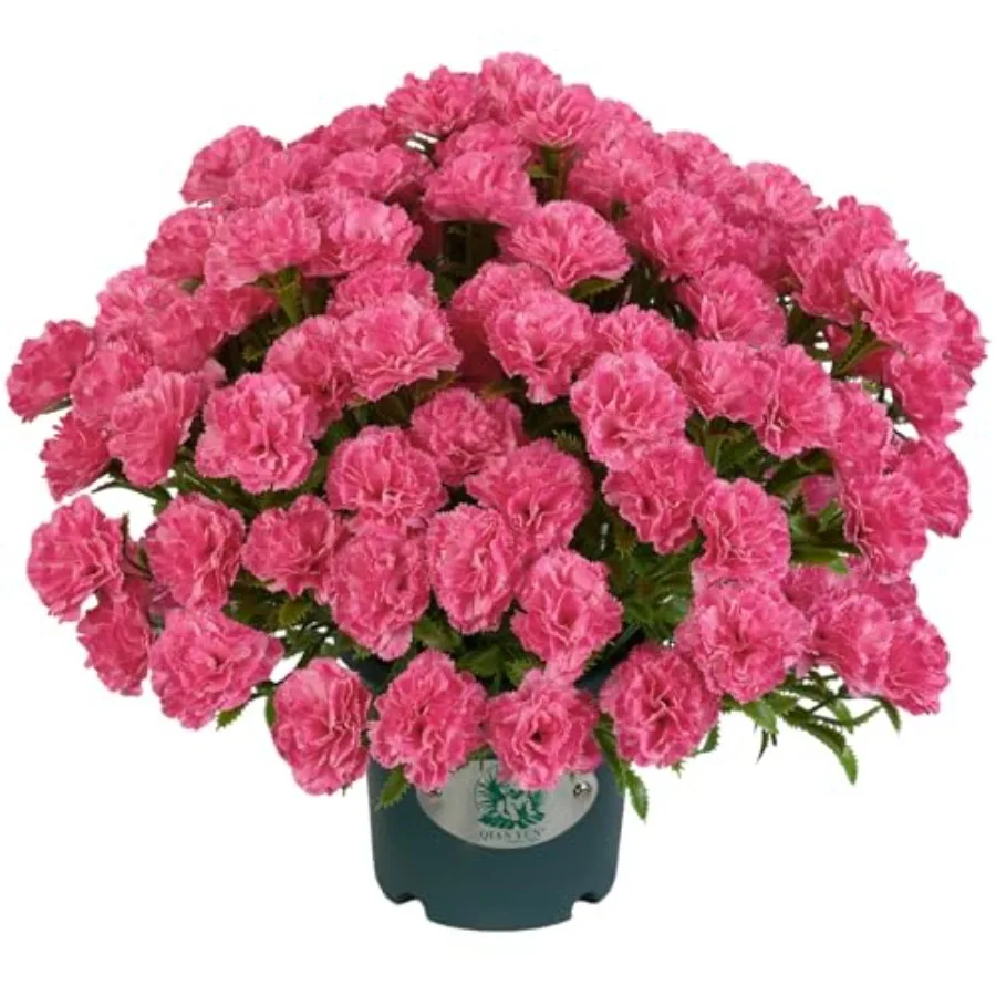 

Artificial Pink Carnation Potted Plant 17'' Faux Flower Bush in Pot, Outdoor Artificial Flowers for Front Porch, Patio and Gard