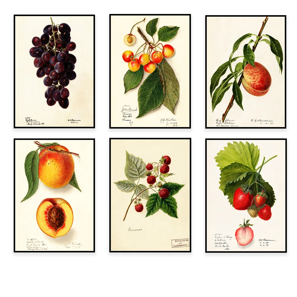 Cherry branches and leaves, peaches, strawberries, avocado, raspberries, pineapple, grapes, vintage fruit poster botanical print