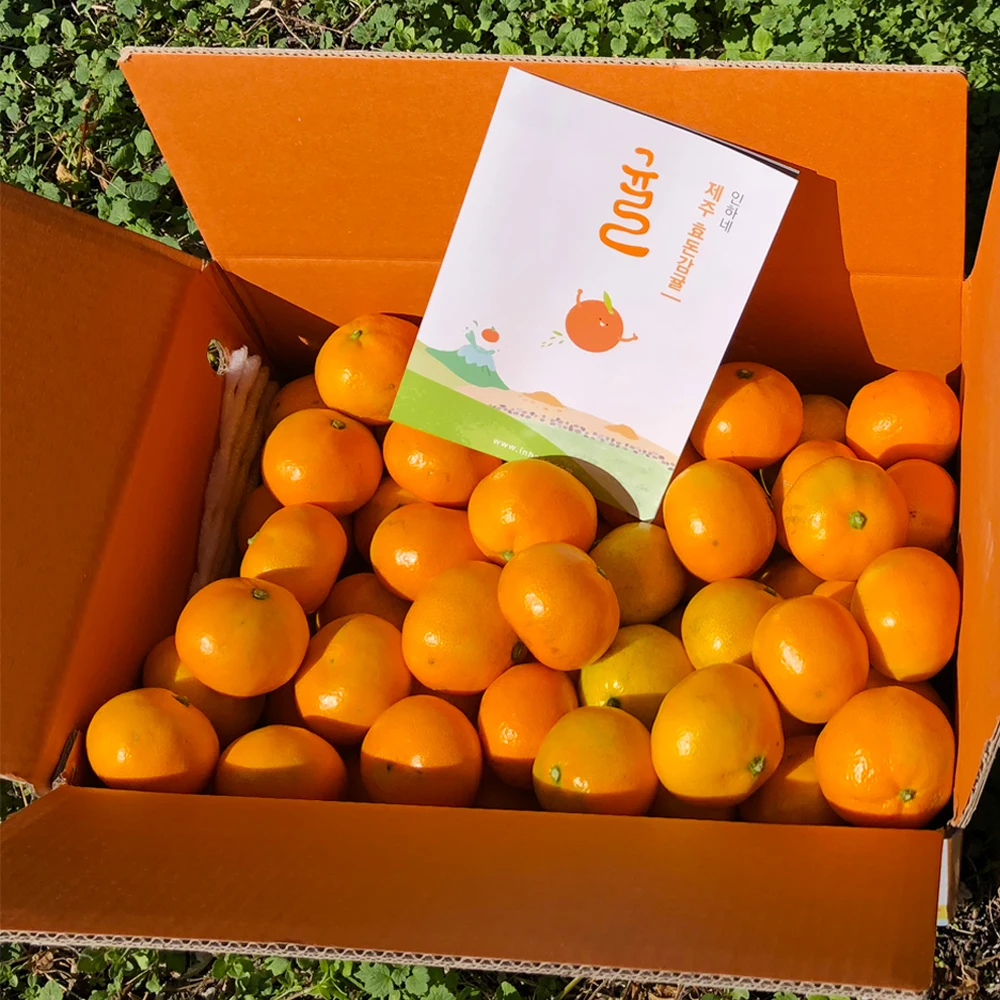 Jeju Entrega Directa Mandarinos en Campo Abierto Snack Nacional Frutas Estacionales de Invierno