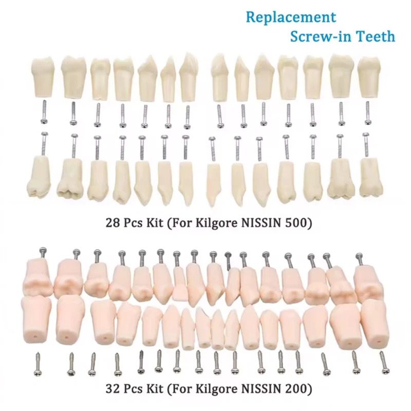 （NEW）28/32pcs Dental Typodont Teeth Model Removable Individual Screw-in Resin Training Aid Denture Practice Replacement Tooth