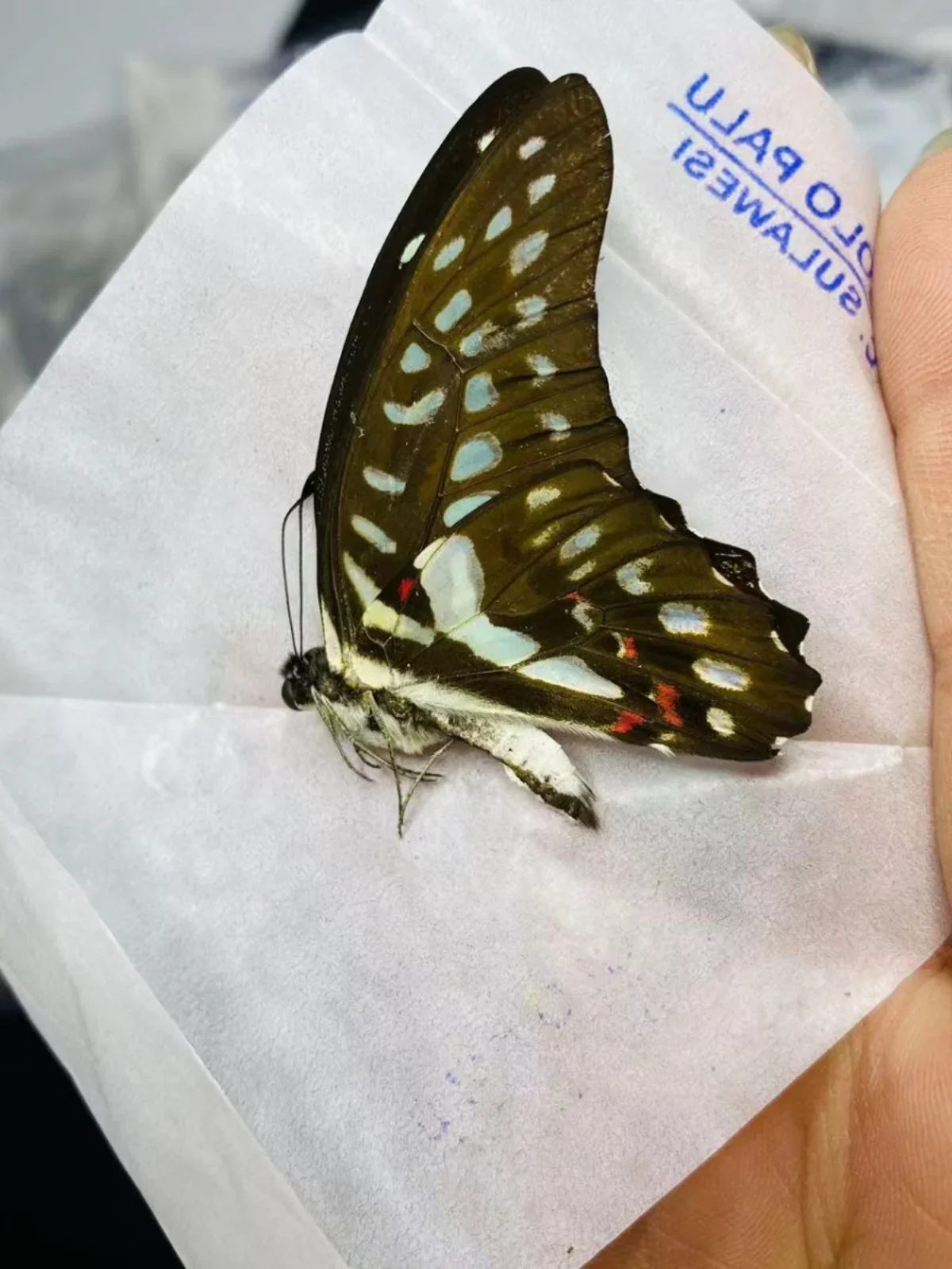 

1pc Real Natural Butterfly Specimen Without Spreading Wings DIY Practice Triangle Bag Variety Multi Handicraft School Teaching