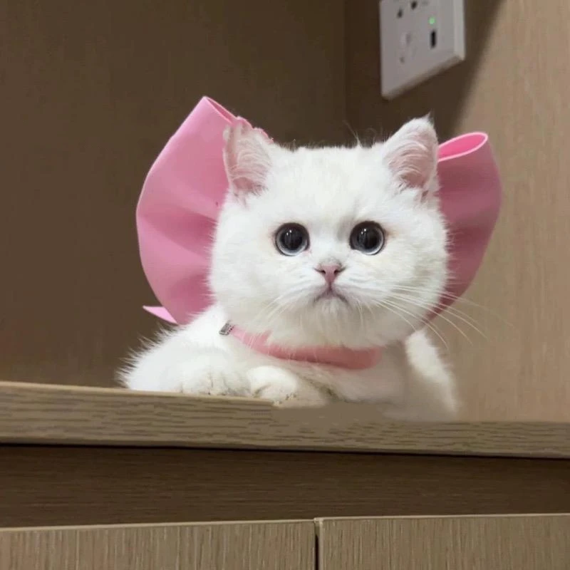 Variant: pink bowknot