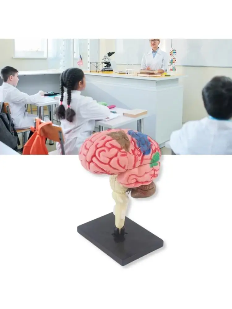 

Анатомическая модель человеческого мозга со съемными органами человеческого мозга. Практическая сборка. Анатомическая модель для