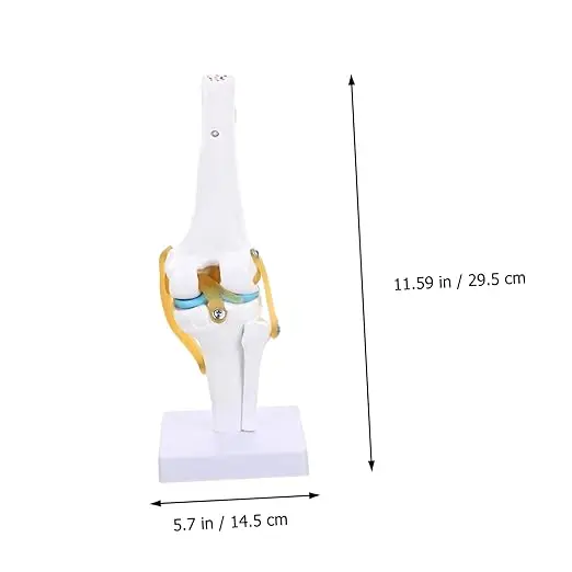 Human Knee Joint Model with Ligaments Medical Teaching Simulation Display Model