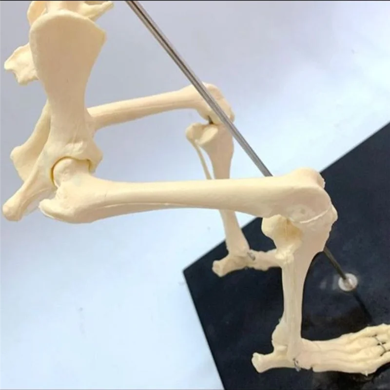 

ABTO-Dog Skeleton Model Laboratory Veterinary Teaching Demonstration Tool 1 Piece PVC