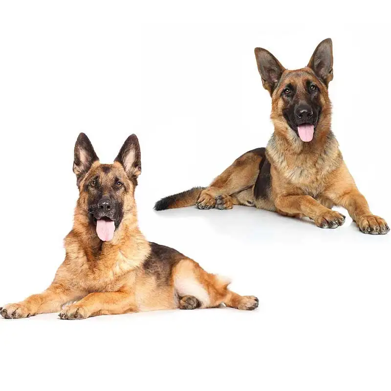 

German Shepherd Dog Car Sticker Vinyl Decal Waterproof Rear Window Motorcycle Camper Bumper Truck Laptop Decoration SH840