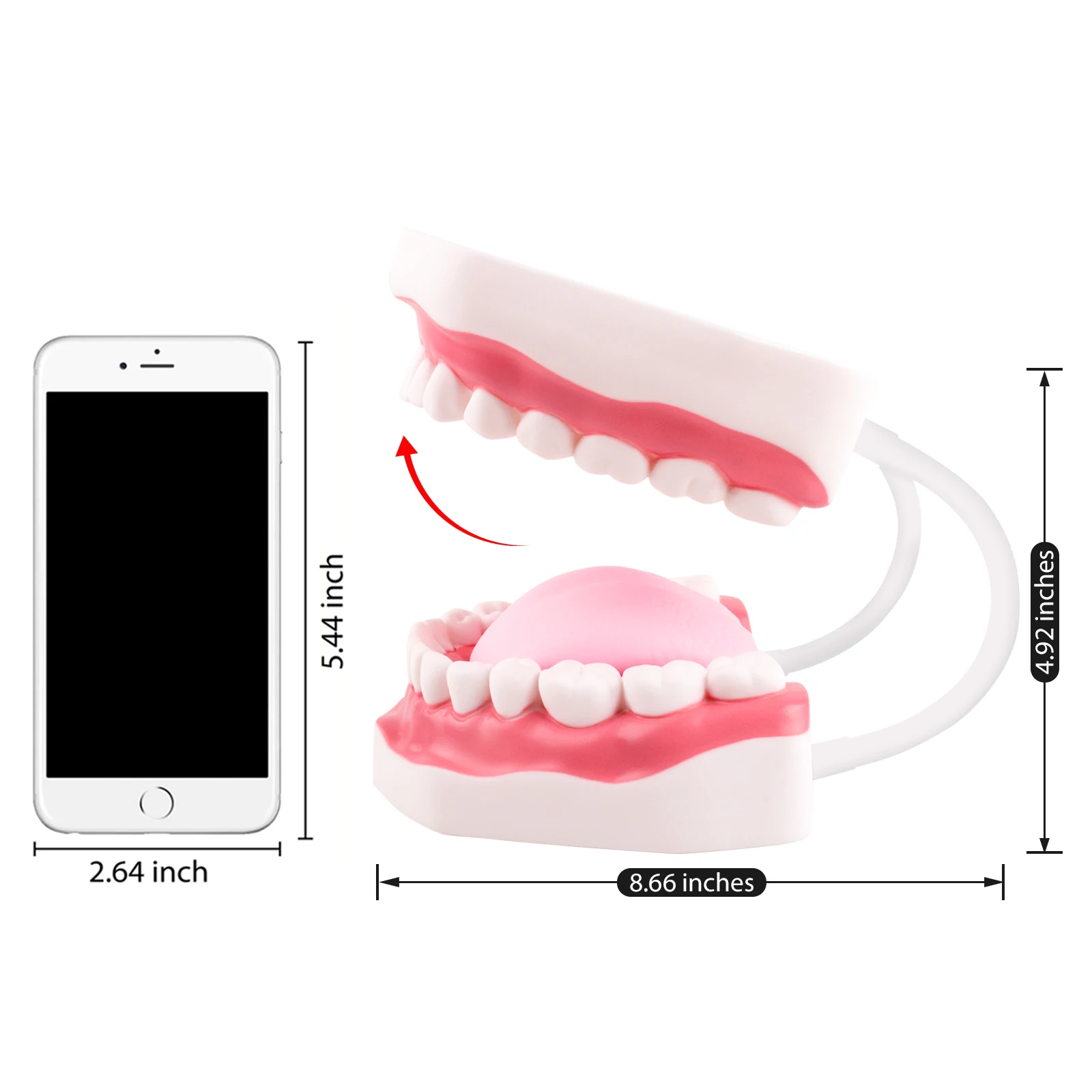 Giant Teeth Dental Demonstration Model with Toothbrush,Enlarged 6 Times Standard Size Mouth Model, Denture Teaching Model