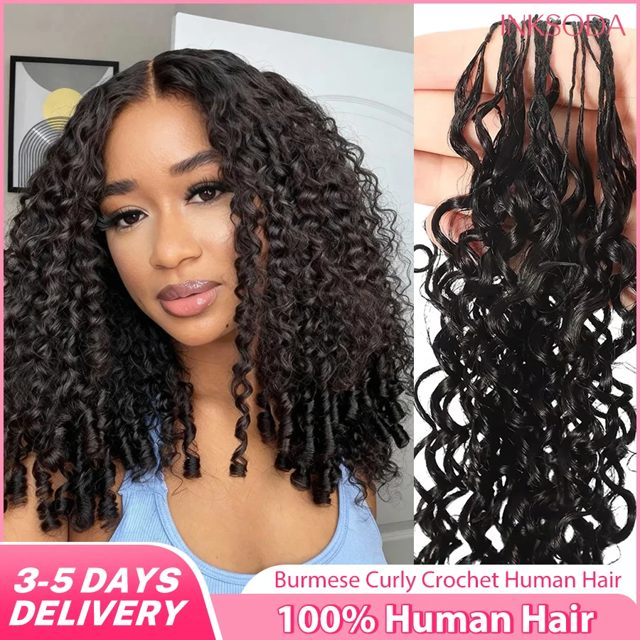 12A Burmese Curly C…