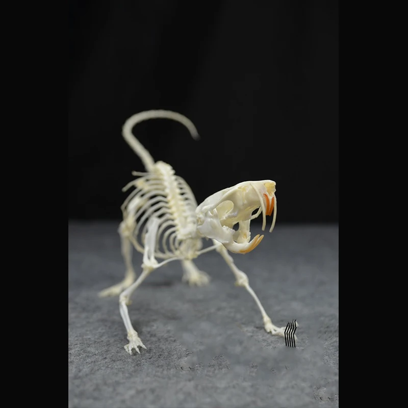 2020 Handmade Rodent Bone Craft Ornament Walking Pose Art Decor Vintage Dark Desktop Display Teaching Model Collectible Artwork