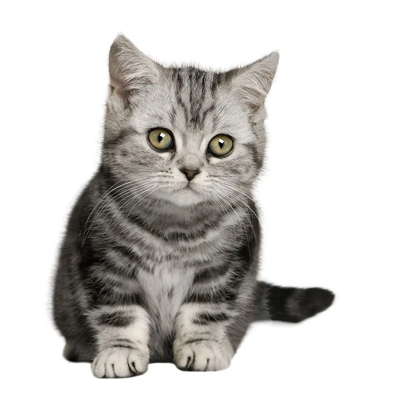 Three Ratels QC495 High detail British shorthair cat wall stickers for kids Vinyl PVC Decal