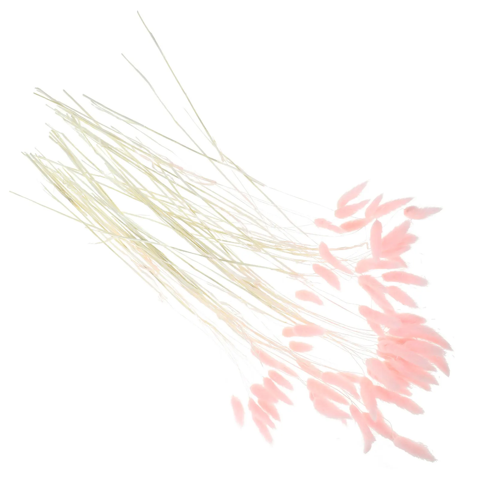 120 قطعة ذيل أرنب مجفف طبيعي عشب طويل الأمد ديكور المنزل الزفاف تشكيلة زهور ذاتية الصنع عشب ذيل أرنب مجفف طبيعي #2