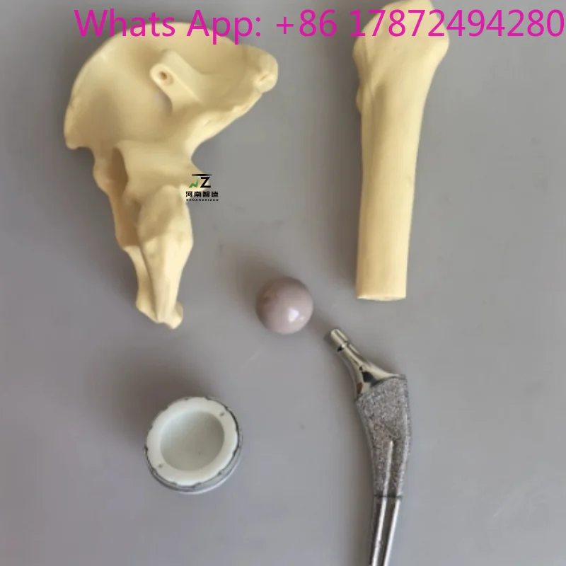 2025 New Artificial  Joint Model | High-Quality Medical Teaching & Training Model