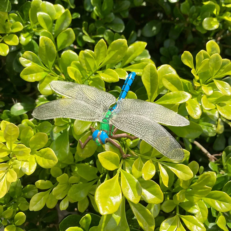 Children's simulated insect animal model dragonfly grasshopper ladybug dead leaf mantis leaf back mantis beetle ornament