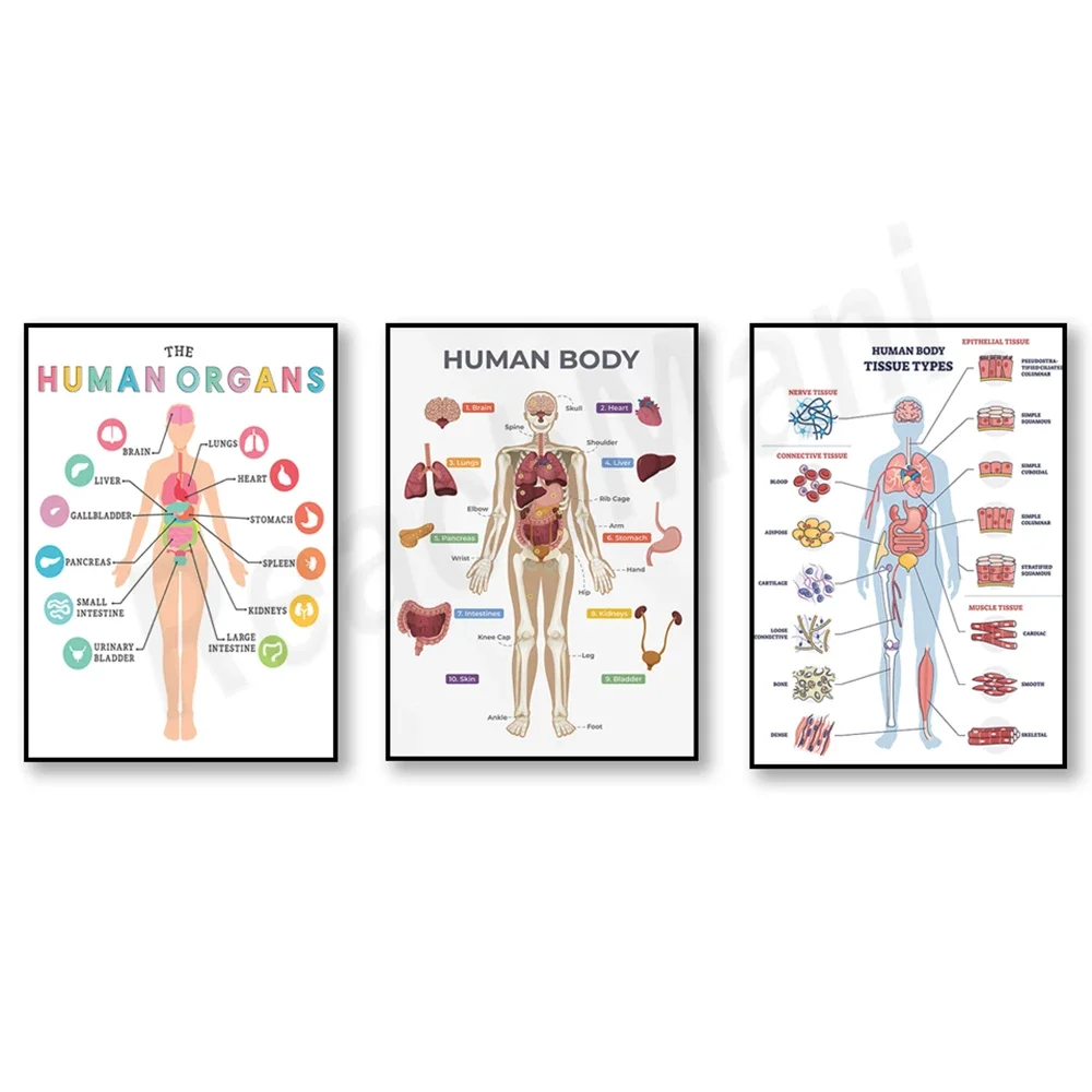 Body poster, organ diagram, anatomy, skeleton, nervous system parasympathetic and sympathetic poster, muscle anatomy diagram,