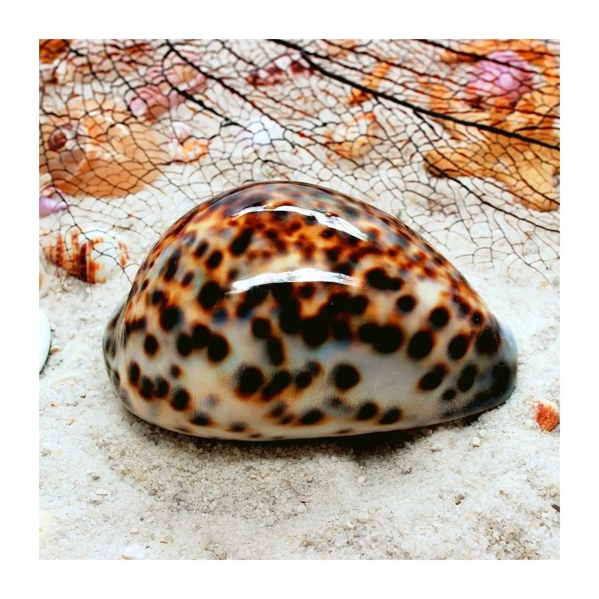 Beach theme collection seaside ocean seashells sea snail shells home decor natural cowrie shell