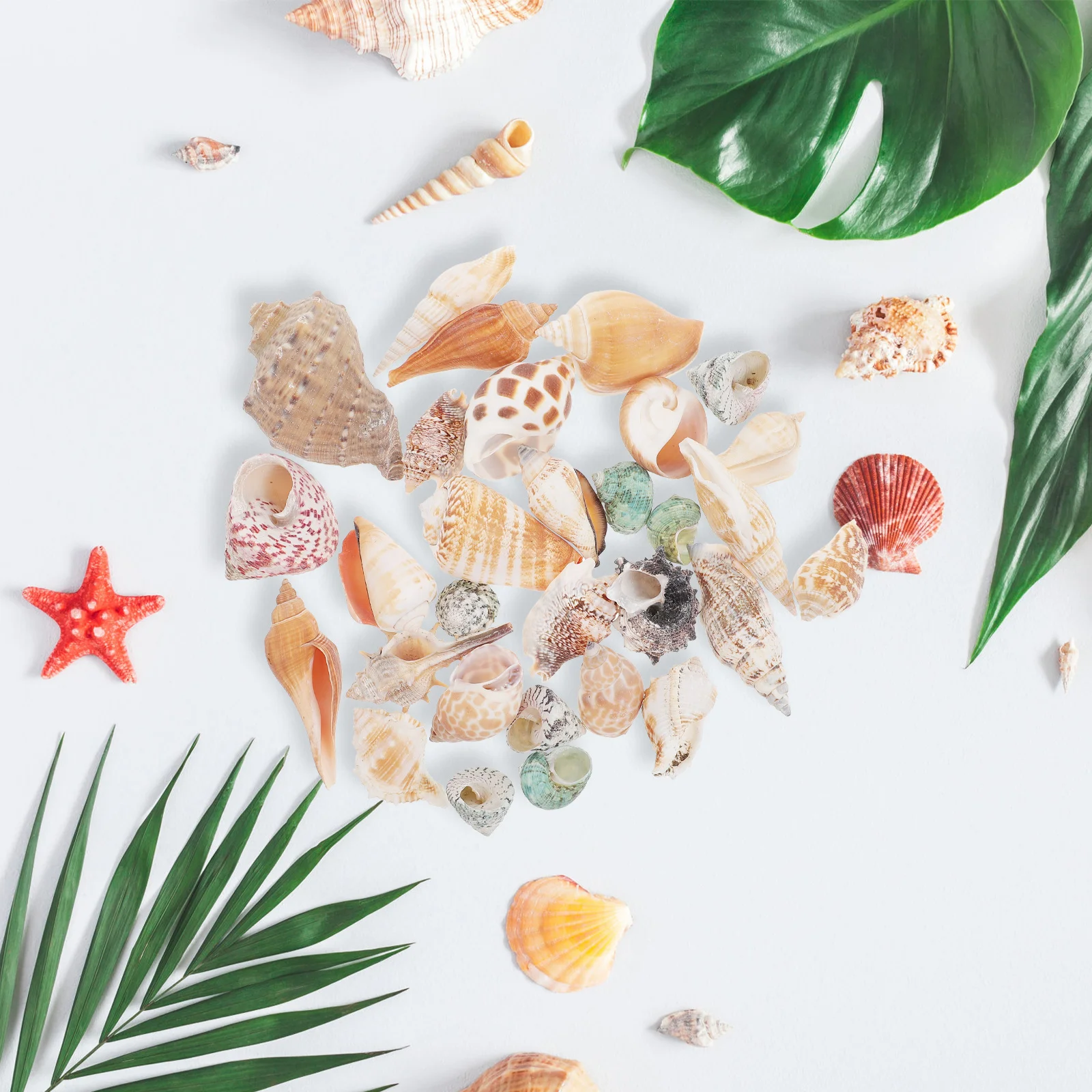 

1 set 1 Set Aquarium Conch Decoration Natural Fish Tank Ornament Desktop Ocean Sea Decor Mini Conch Adorn Environmentally Safe