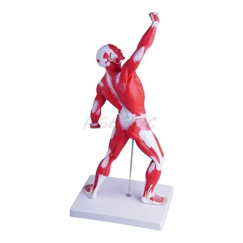 50cm Human Body Model Anatomy Medical Teaching Tool Anatomy Model Teaching Tool