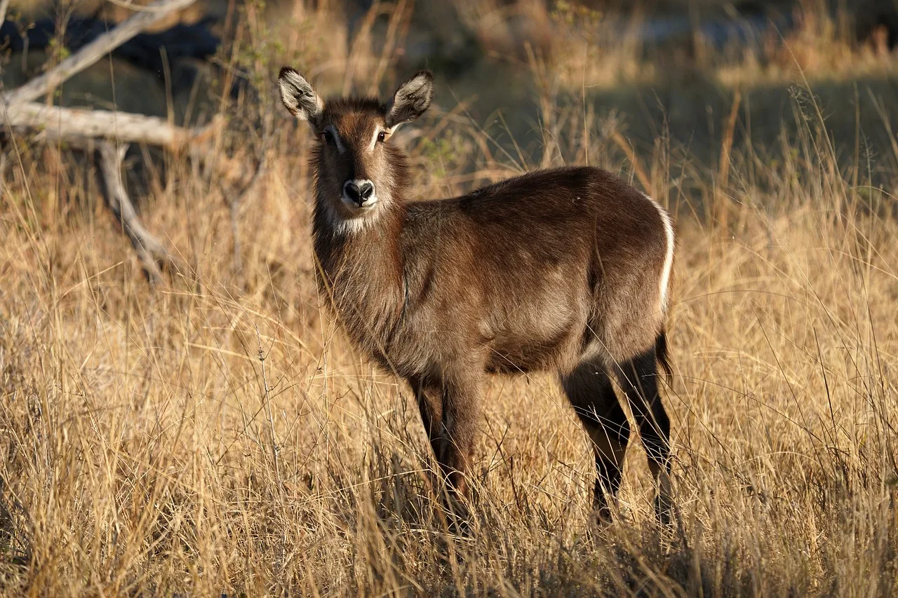 

Высококачественный 7-канальный комплект передатчика и приемника 2,4 ГГц с ESC для моделей Scy16101pro, 16103Pro, Sg116pro, SG116 MAX, Q130