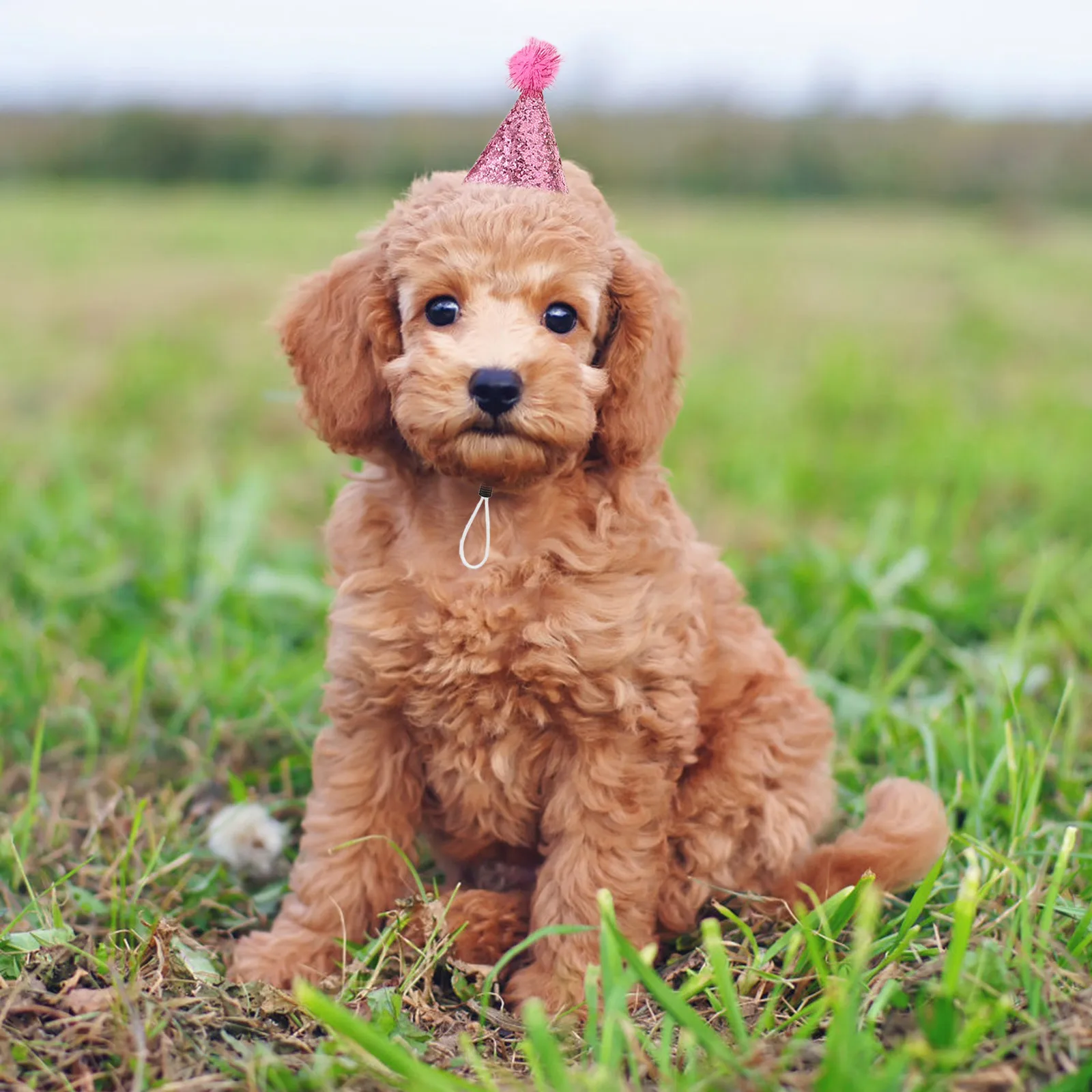 

10Pcs Pet Birthday Hat Sparkle Cat Dog Party Accessory Adjustable Comfortable Fit for Various Sizes Festive Occasions