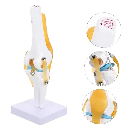 Human Knee Joint Model with Ligaments Medical Teaching Simulation Display Model