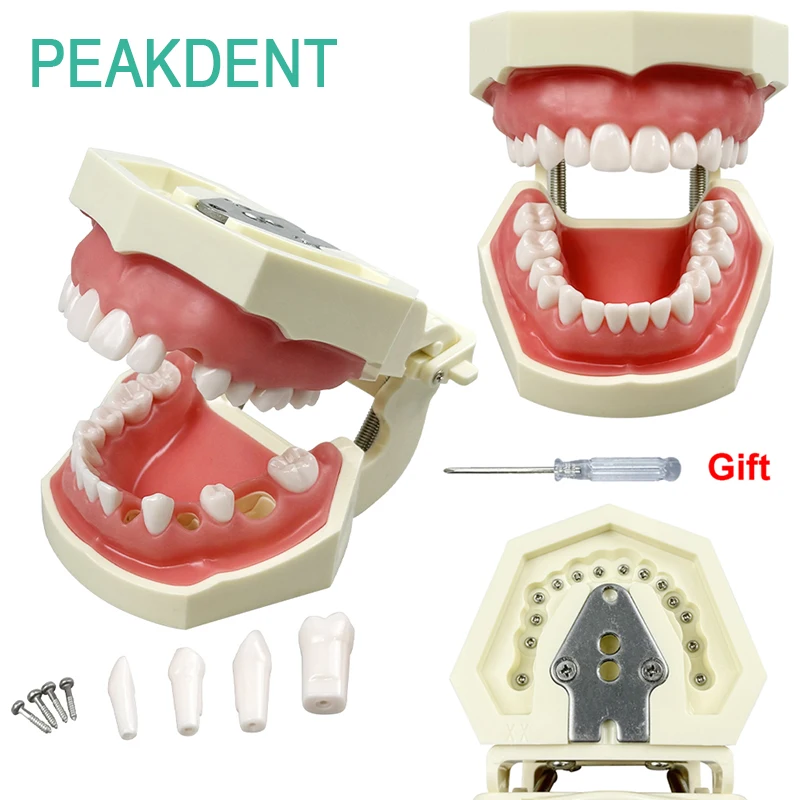 

1 шт., обучающая модель для практики съемных зубов, ортодонтическая стоматология, имплантат, обучающая модель зуба