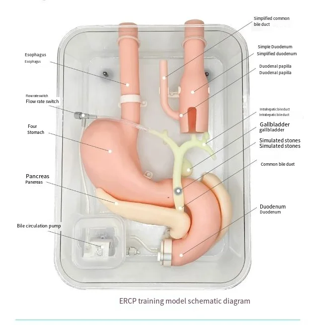 Gastroscopic surgery training model High simulation simulated stomach model ercp Gastroscope training