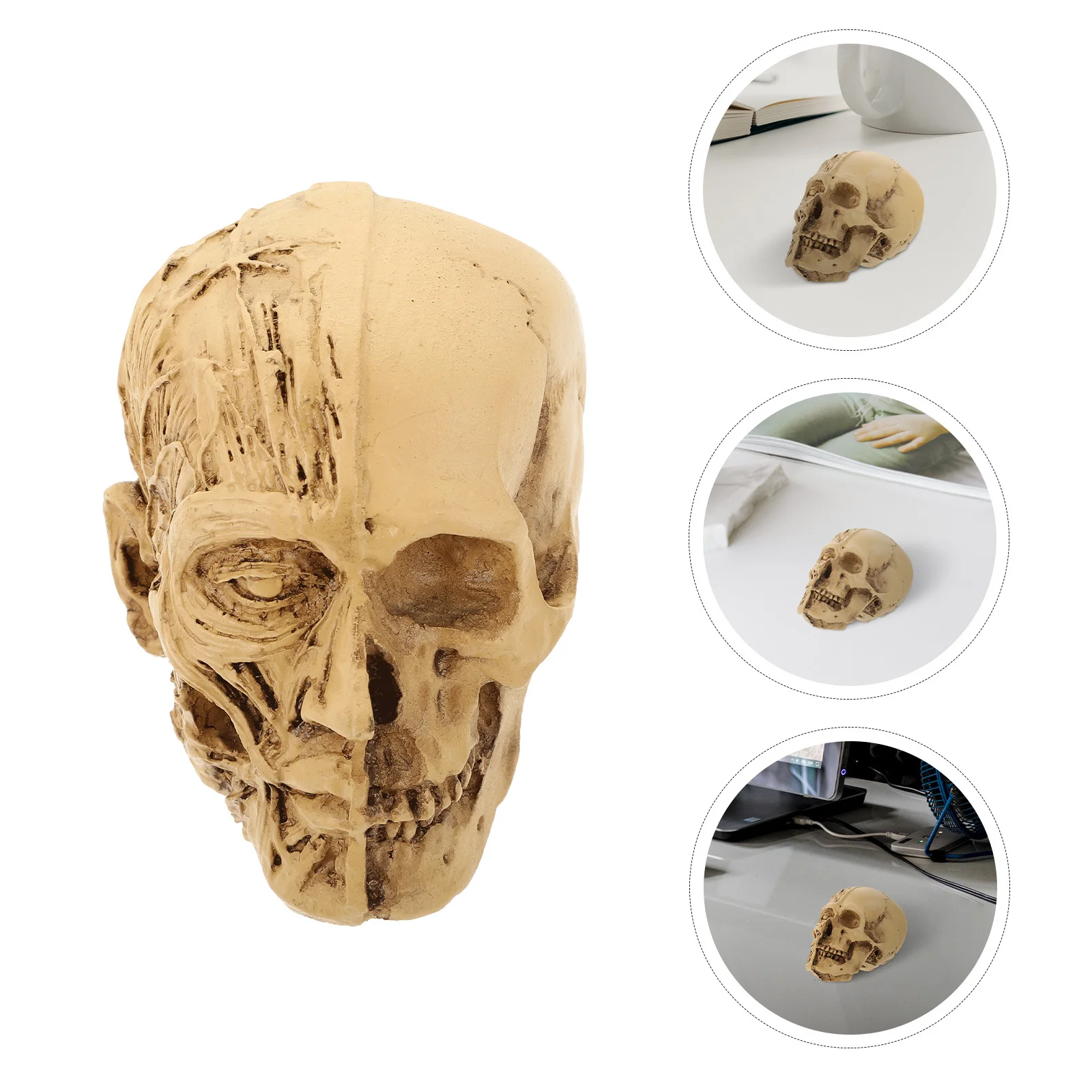 

1Pcs Halloween Skull Ornament Realistic Muscle Decorative Prop Festival Scene Party Decor Halloween Decor