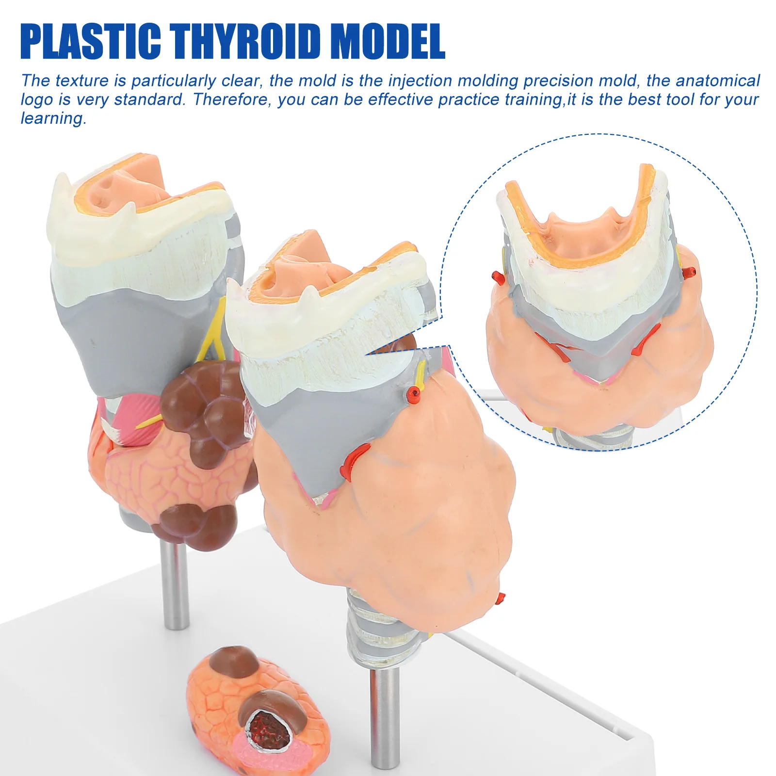 Model Patologi Tiroid Model Pengajaran Model Anatomi Model Sistem Endokrin Model Patologi Plastik Model Tiroid Plastik
