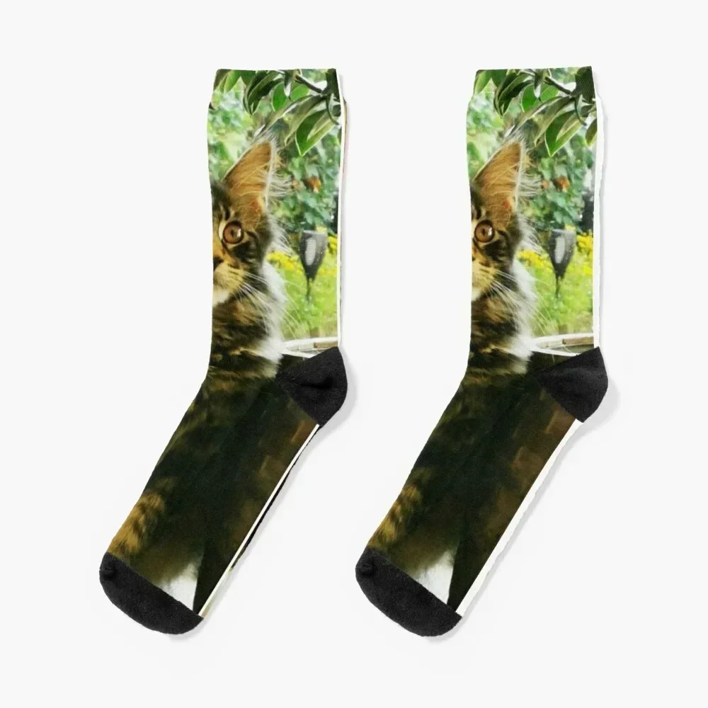 Main Coon Cat Malibu in the flower Socks cute Men's Boy Socks Women's