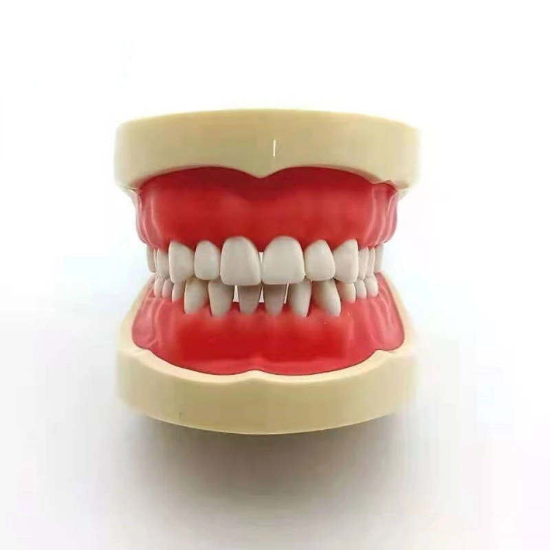 

Practice the detachable 28 teaching model