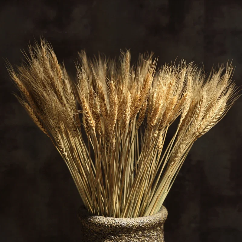 

Real Dried Wheat Stalks Flower Bouquets, Natural Ear of Wheat Grain, Flower Arrangements, Wedding, Dining Table Decor, 50Pcs