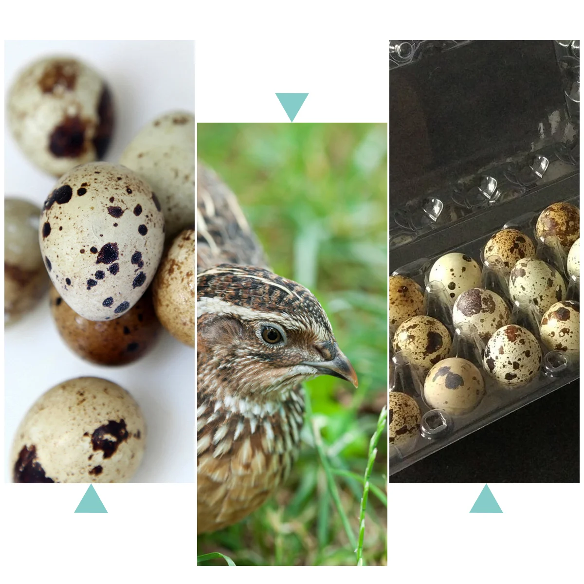 12 Pcs Quail Egg Tray Refrigerator Plastic Holder Storage Container Organizer Rack Organizing