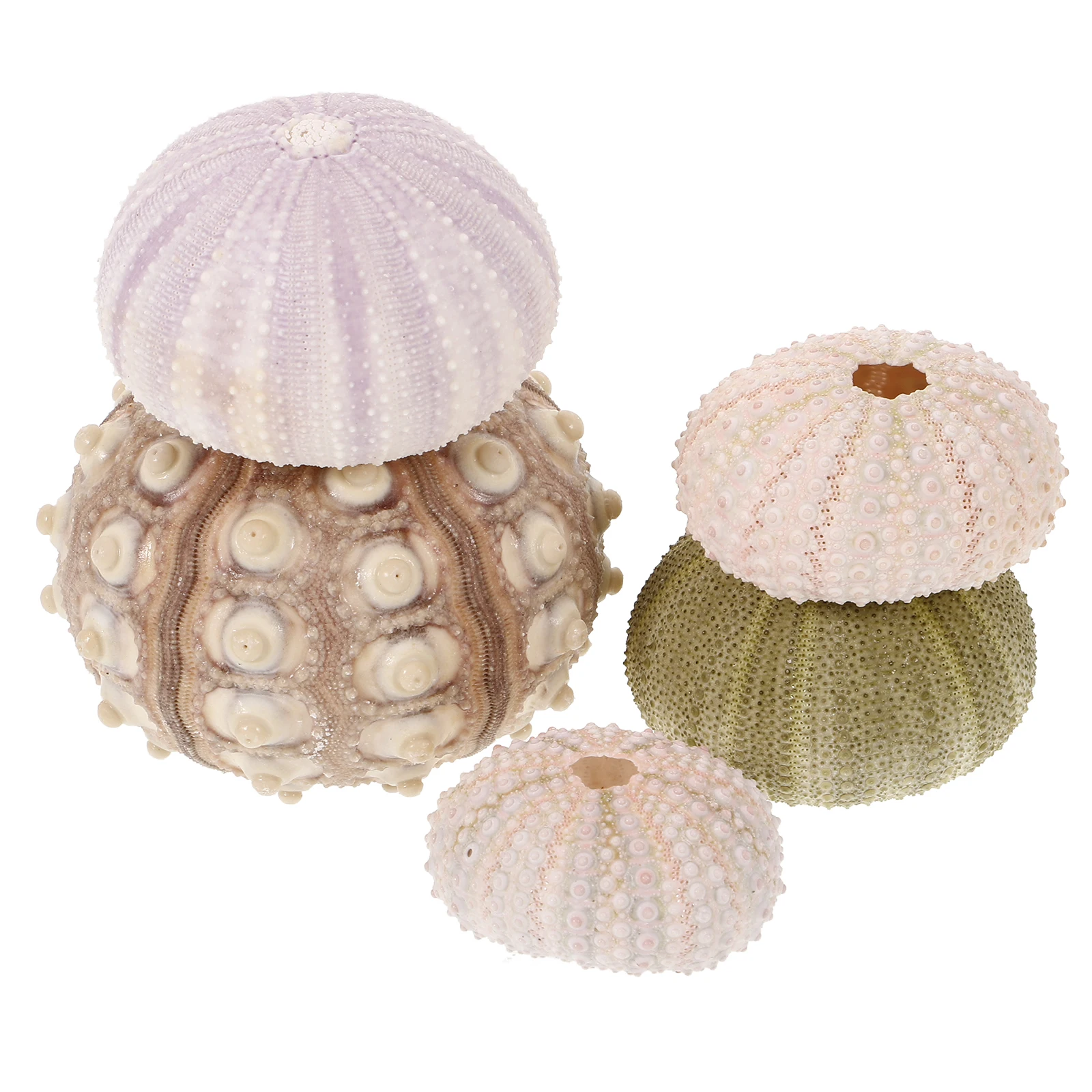 

5 Pcs Sea Shells Decorative Flowerpot Air Plant Succulent DIY Craft Aquarium Shell Ornament Home