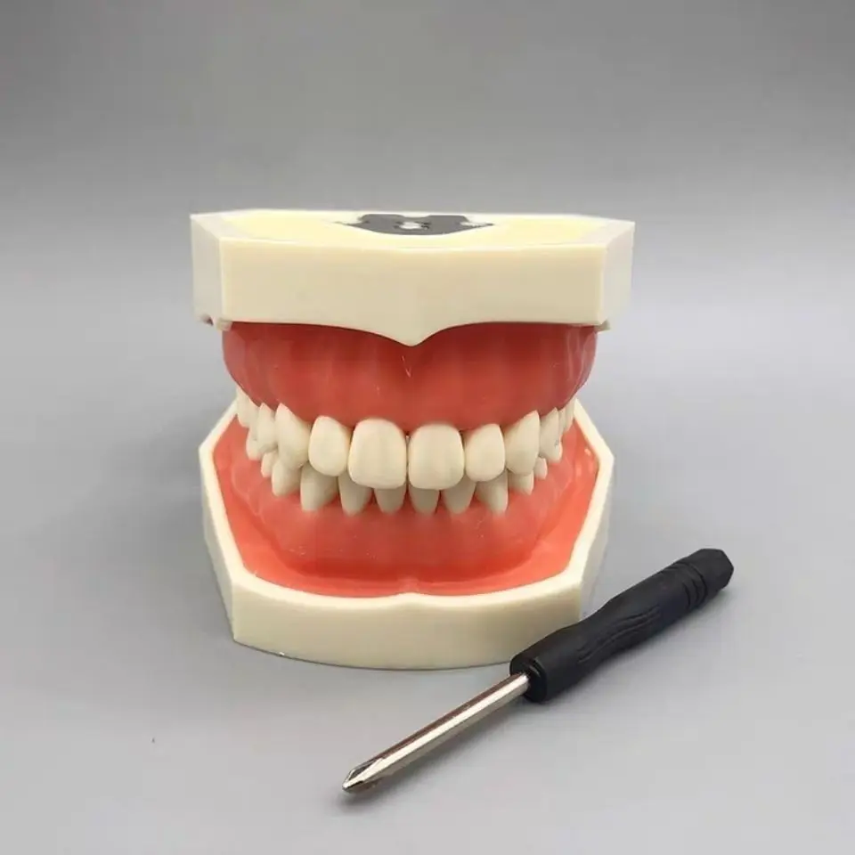 Dental standard tooth model simulated tooth teaching prepared tooth model prepared crown oral practice