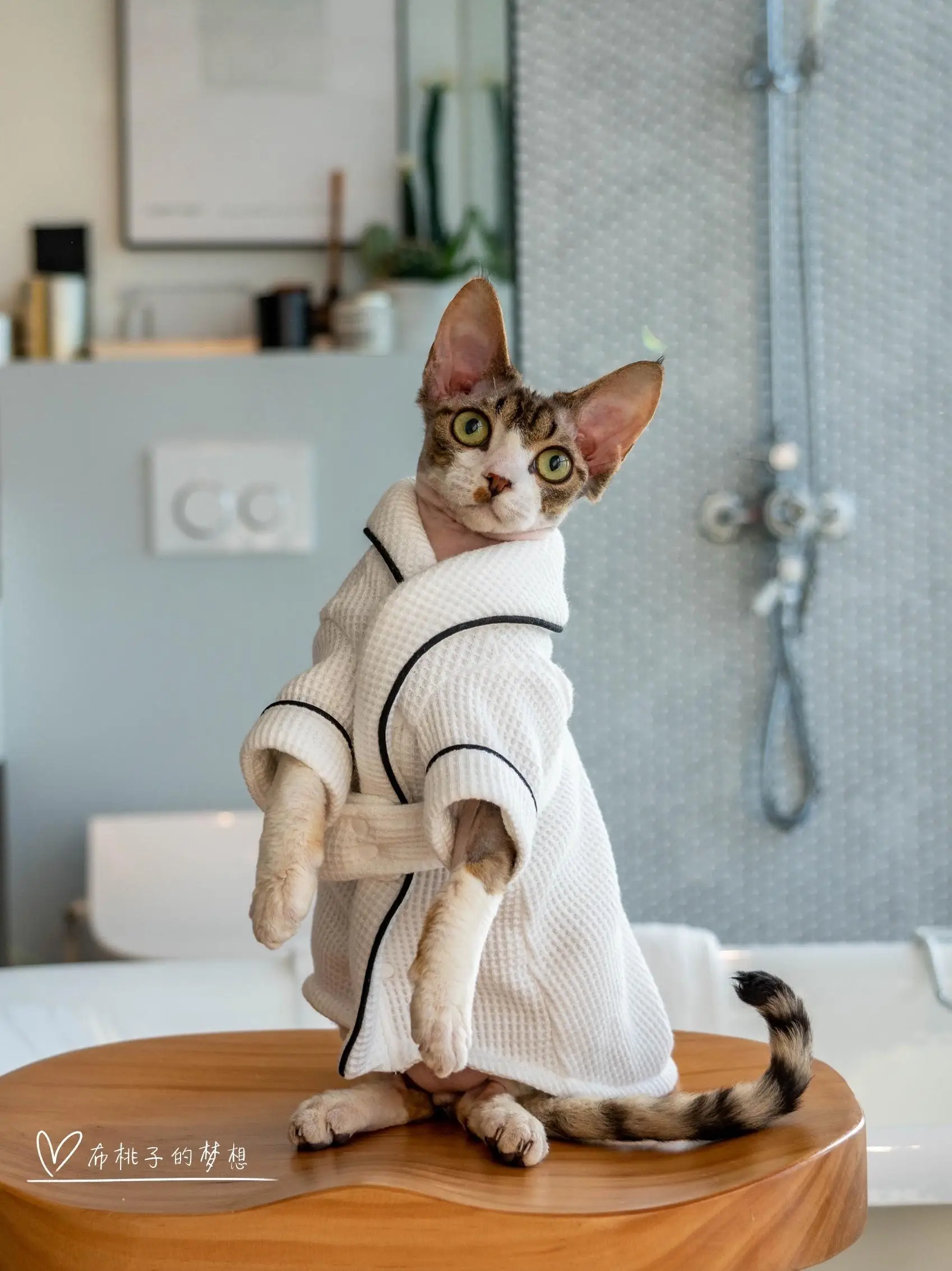 Luxury Pet Cat Pajamas Senior Fabric Cat Coat Clothing For Sphynx Cat Devon Rex Soft Loungewear for Kittens